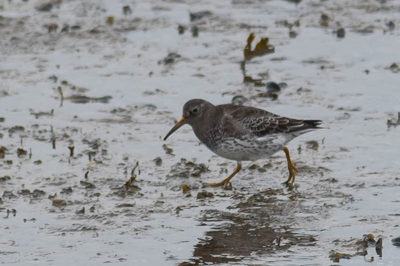 Paarse Strandloper